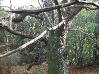 Castagno_di_Serruggeri - Castanea_sativa_201011121 029.jpg